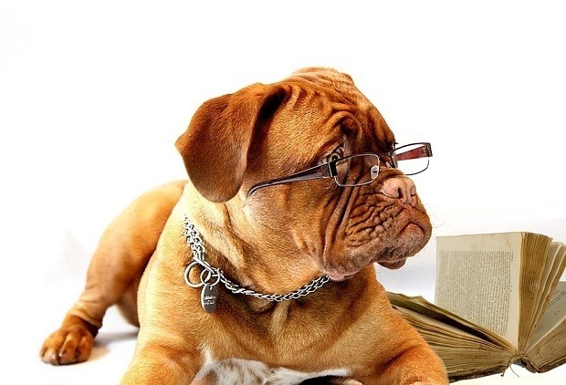 Ученые рекомендуют компаниям заводить собак в офисах