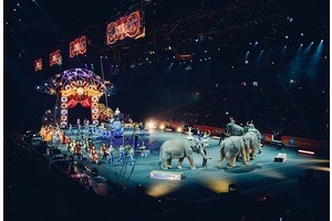 Как заставить слона танцевать, или Чему экспат из Cirque du Soleil может научить российский стартап?