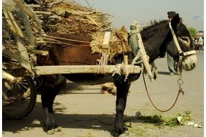Битый небитого везет: советы, как не стать эксплуатируемым
