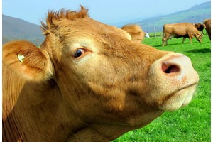 IT-решения для автоматизации животноводства: правила выбора