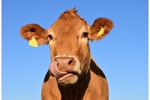 Мифы о сиреневой корове
