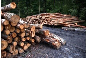 Поставки леса в Китай могут быть остановлены