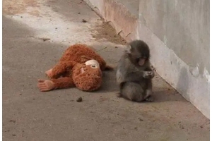 Японская макака взорвала продажи IKEA. Новости маркетинга