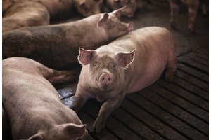 Как российским экспортерам свинины выйти на китайский рынок