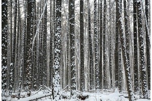 Обзор лесопромышленного комплекса России