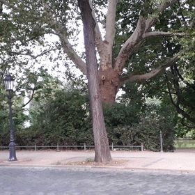 Алина Зелинская