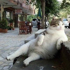 Анна Циколия